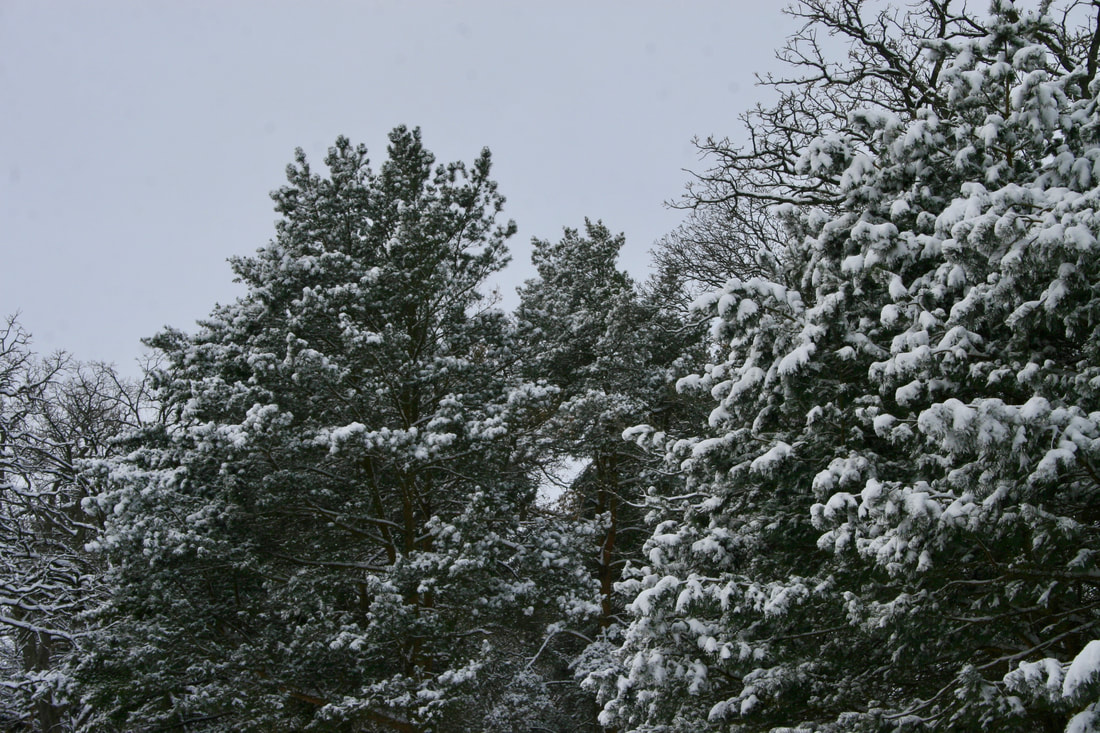 Evergreen trees covered in snow