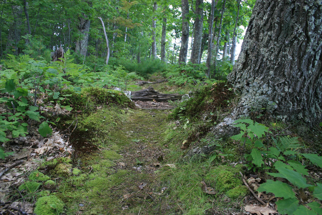 Mossy path through forest floor