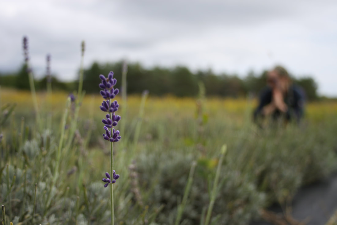 Field of lavender. Lavender buds in foreground. Woman sitting in prayer in background.