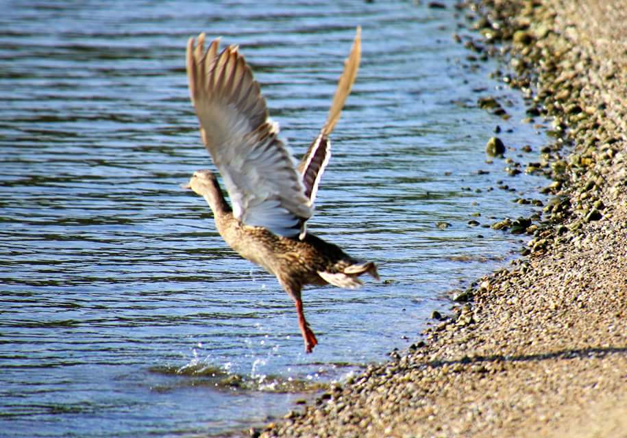 Duck taking flight