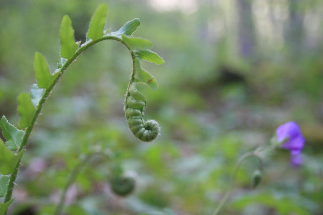 Fiddlehead fern unfurling in the shade of a Smoky Mountain forest.