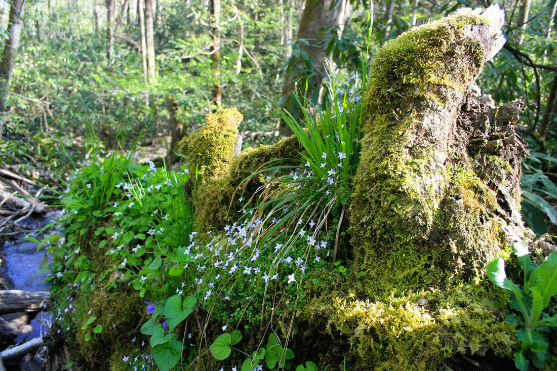 Moss, violets, and small blue flowers abundantly cover the upended roots of a fallen tree